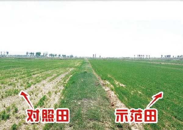 五原沃豐生物有機肥小麥種肥同溝永利張金獅村示范園區