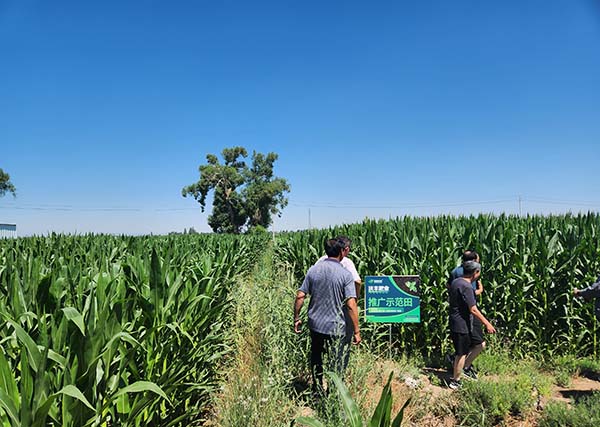 內蒙古巴彥淖爾市五原縣玉米試驗示范